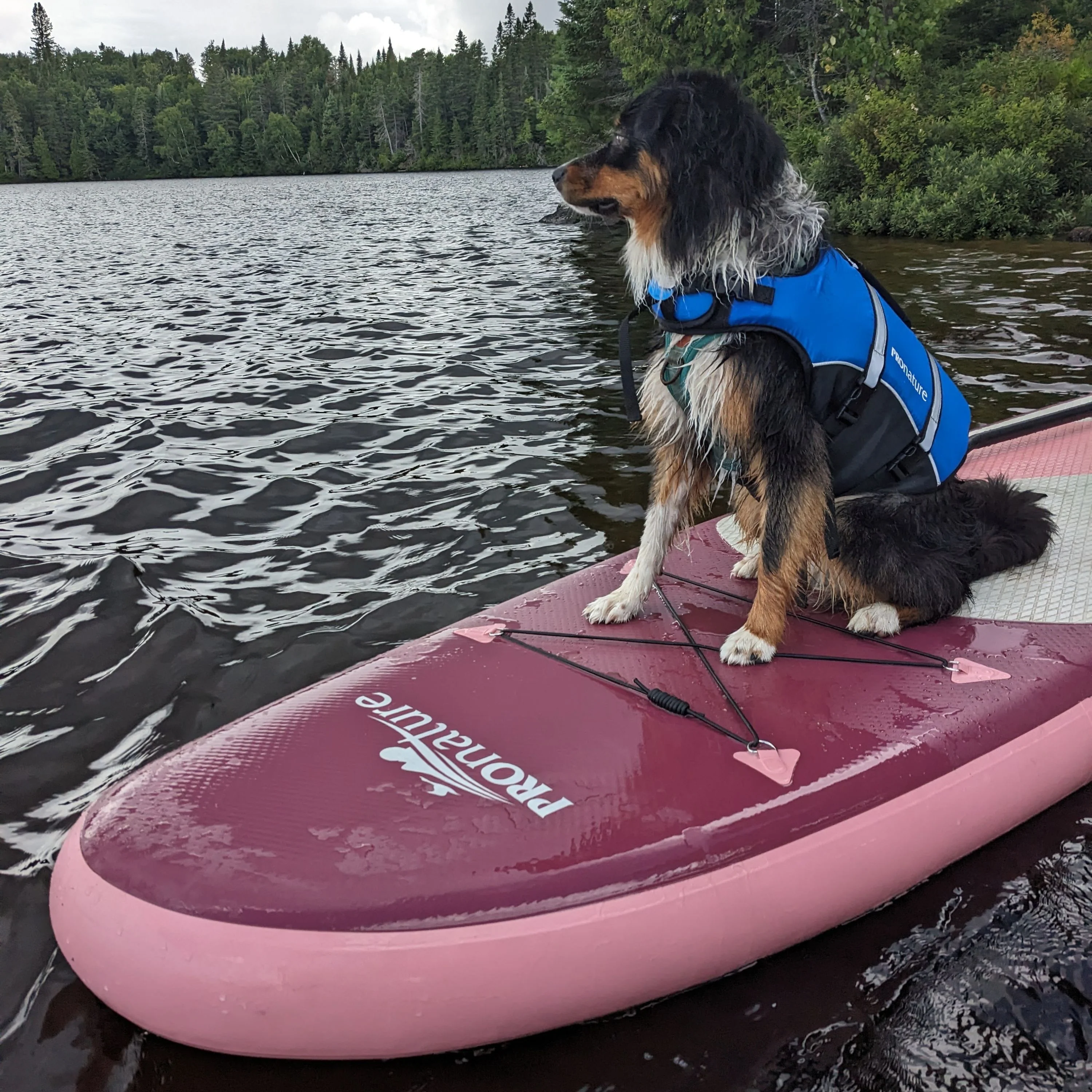 Veste de flottaison pour chien "Water dog" - Image 2